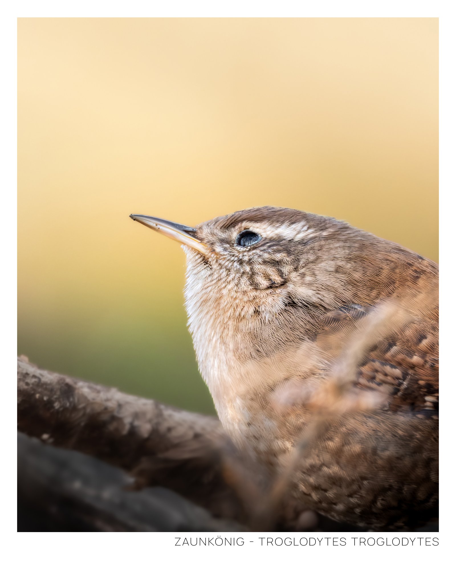 Zaunkönig-4.jpg