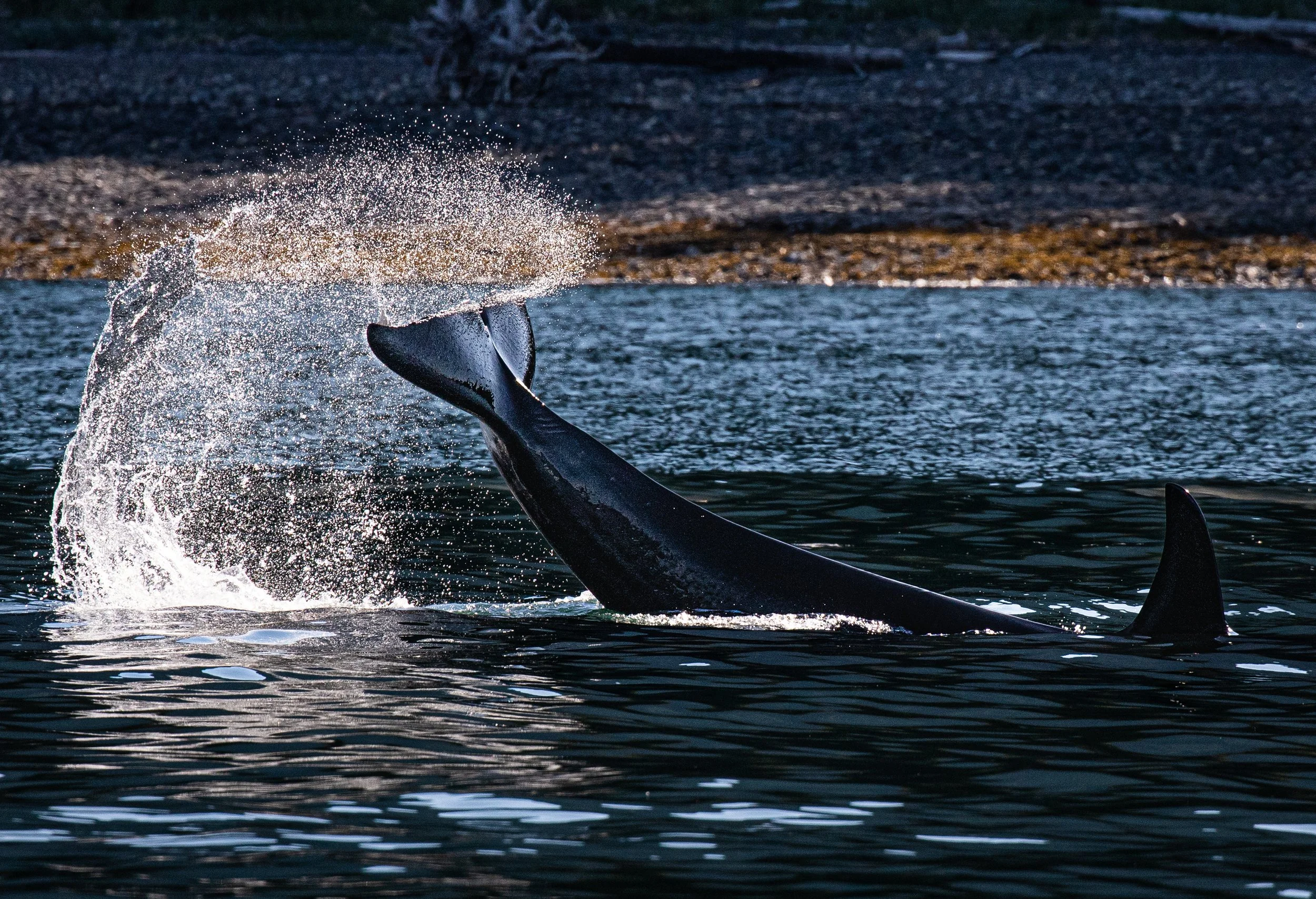 Orca Splash (1 of 1).jpg