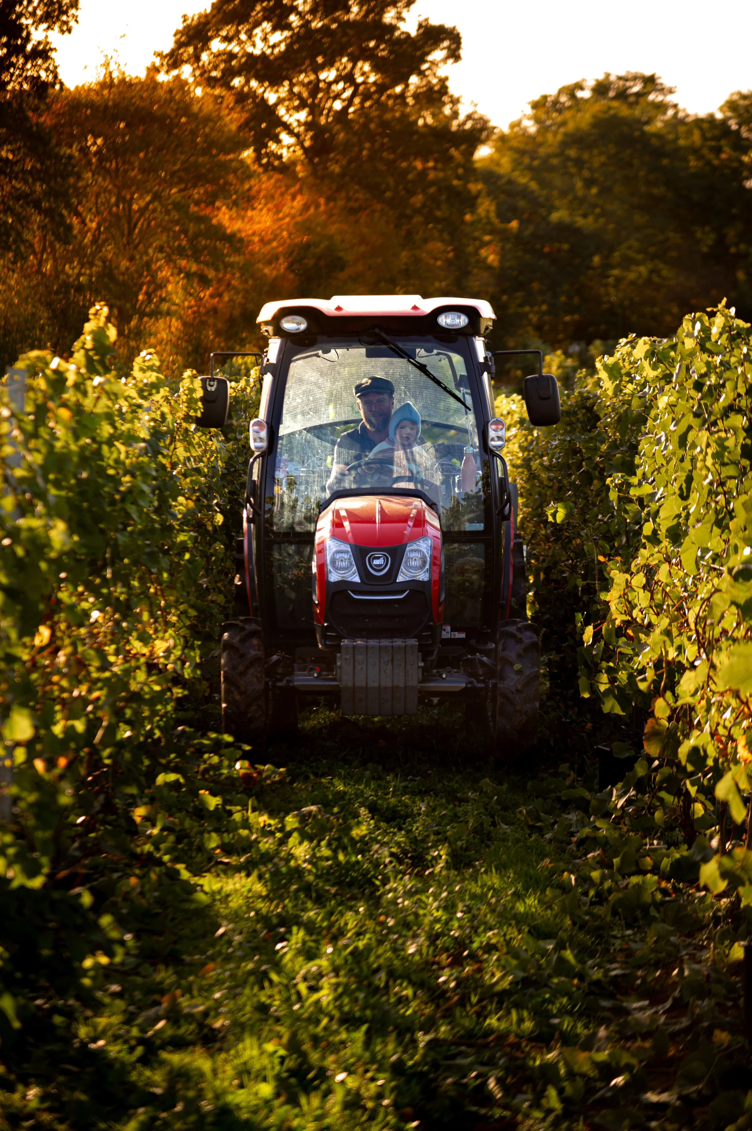 Tractor in Worcestershire vineyard during harvest season