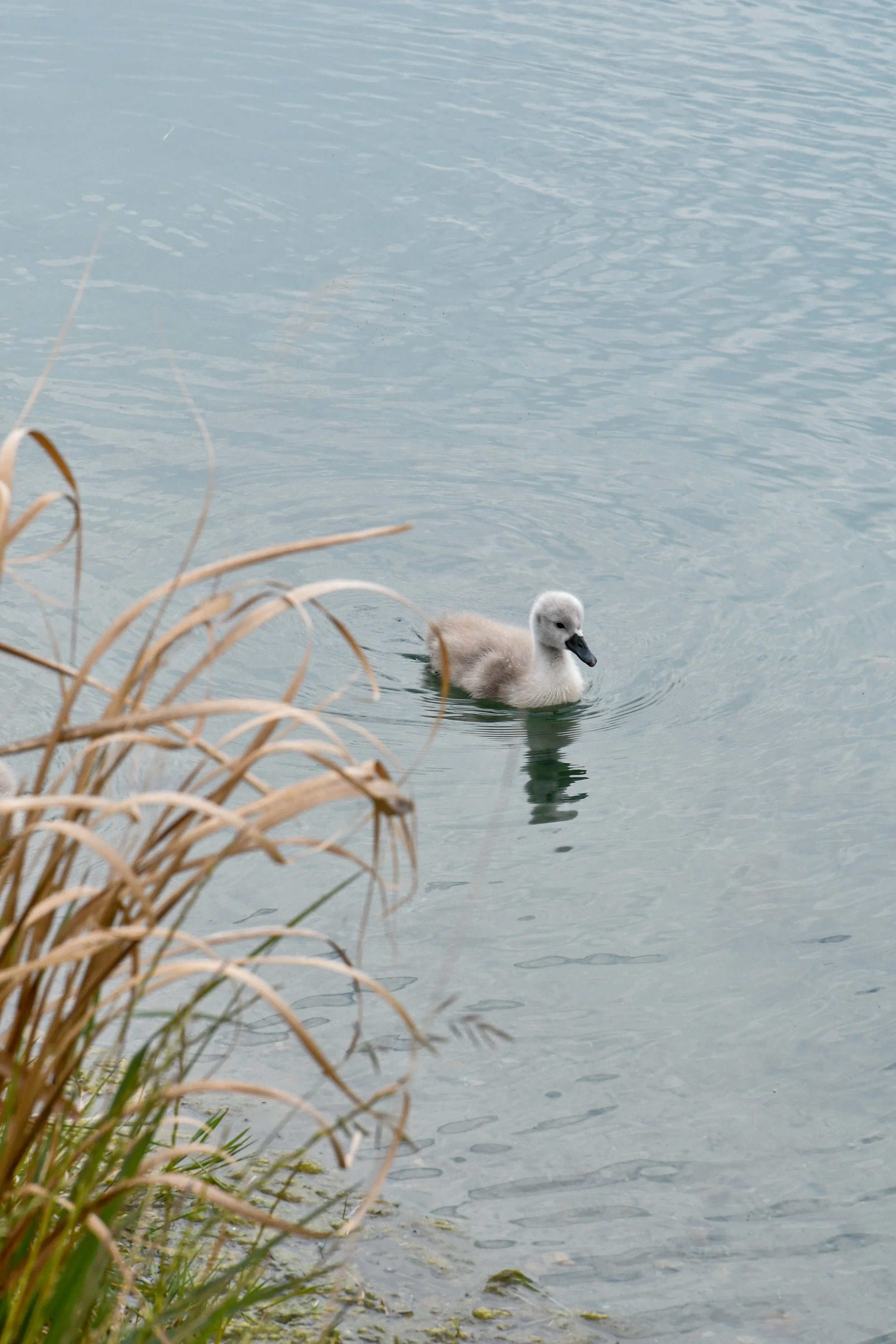 Swan by the lake at Wagtail Retreat, with vineyard and wildflower meadow in the background.