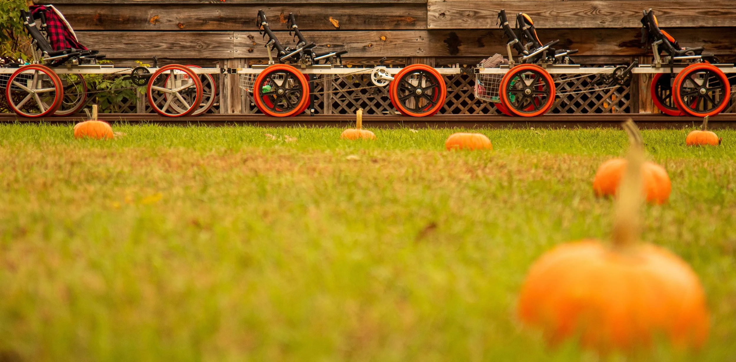 PUMPKIN PATCH PEDAL