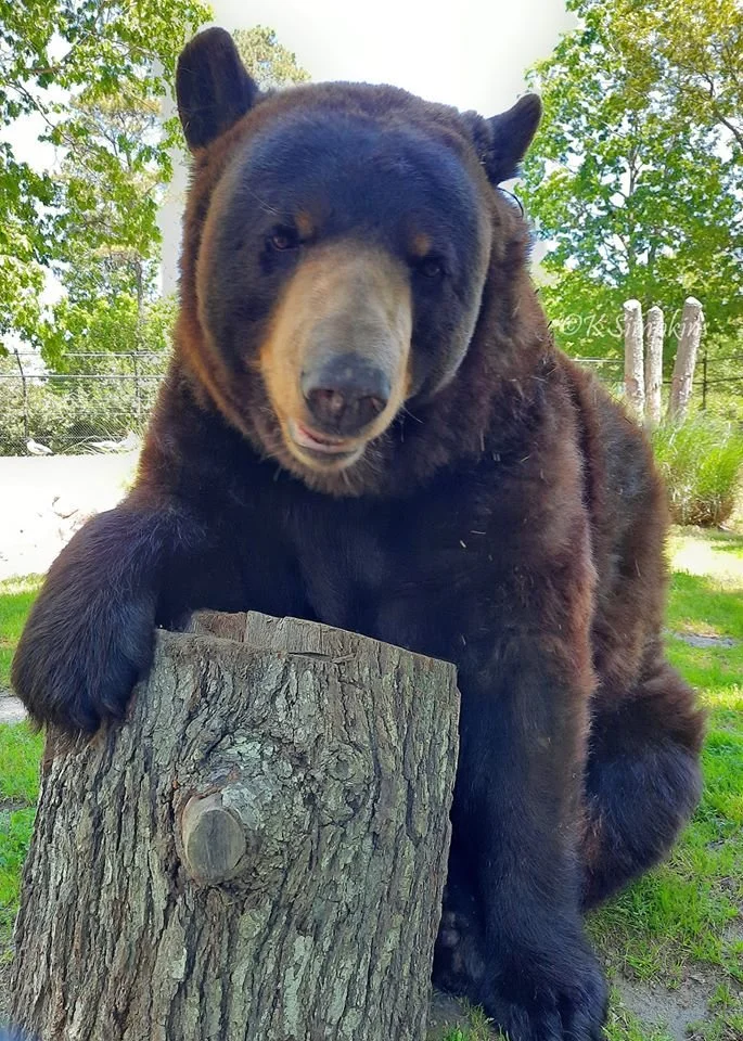 American Black Bear at the Cape May County Zoo