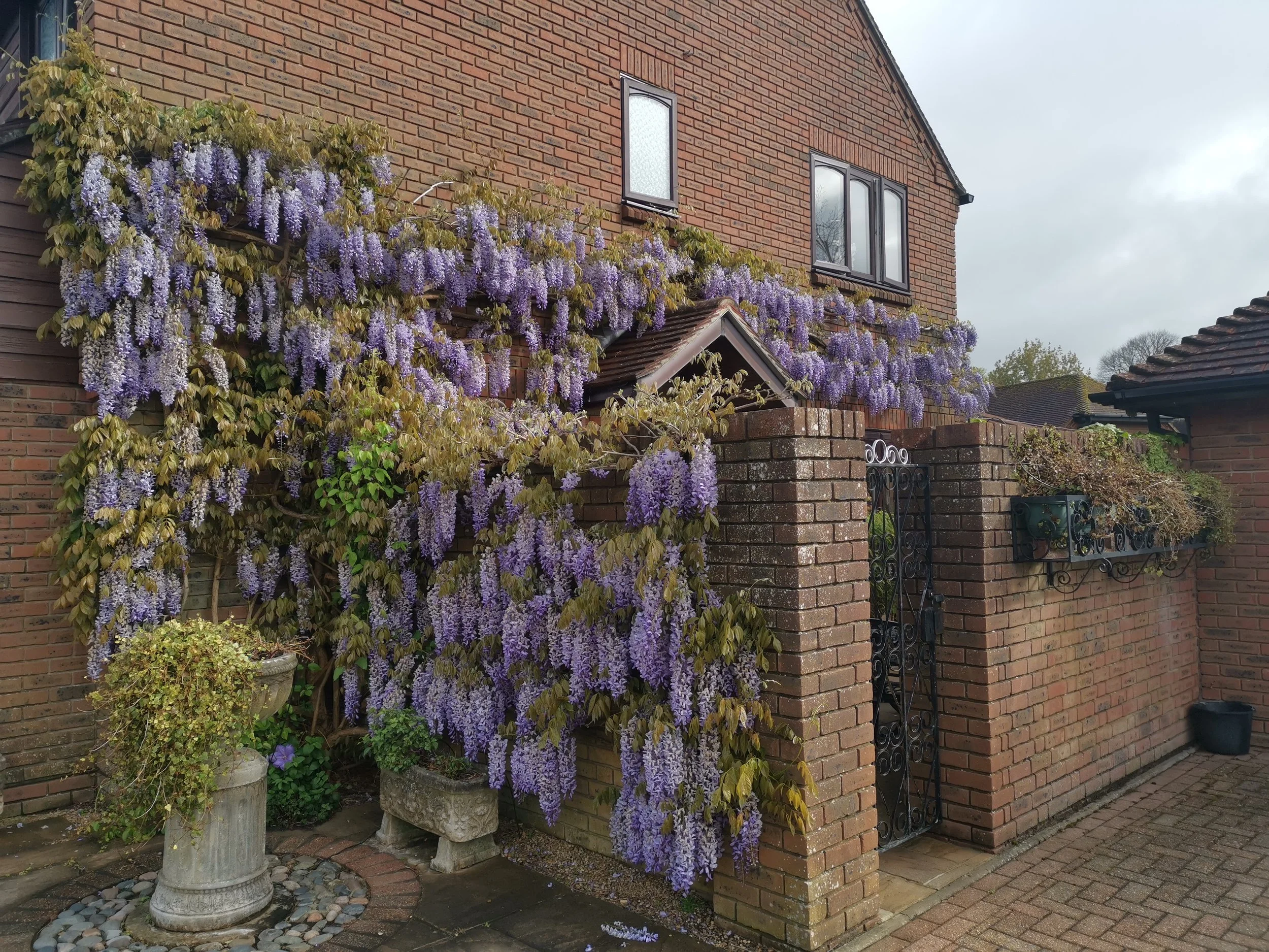 A brick house with purple wisteria flowers climbing over a brick wall and gate, and potted plants on the side.