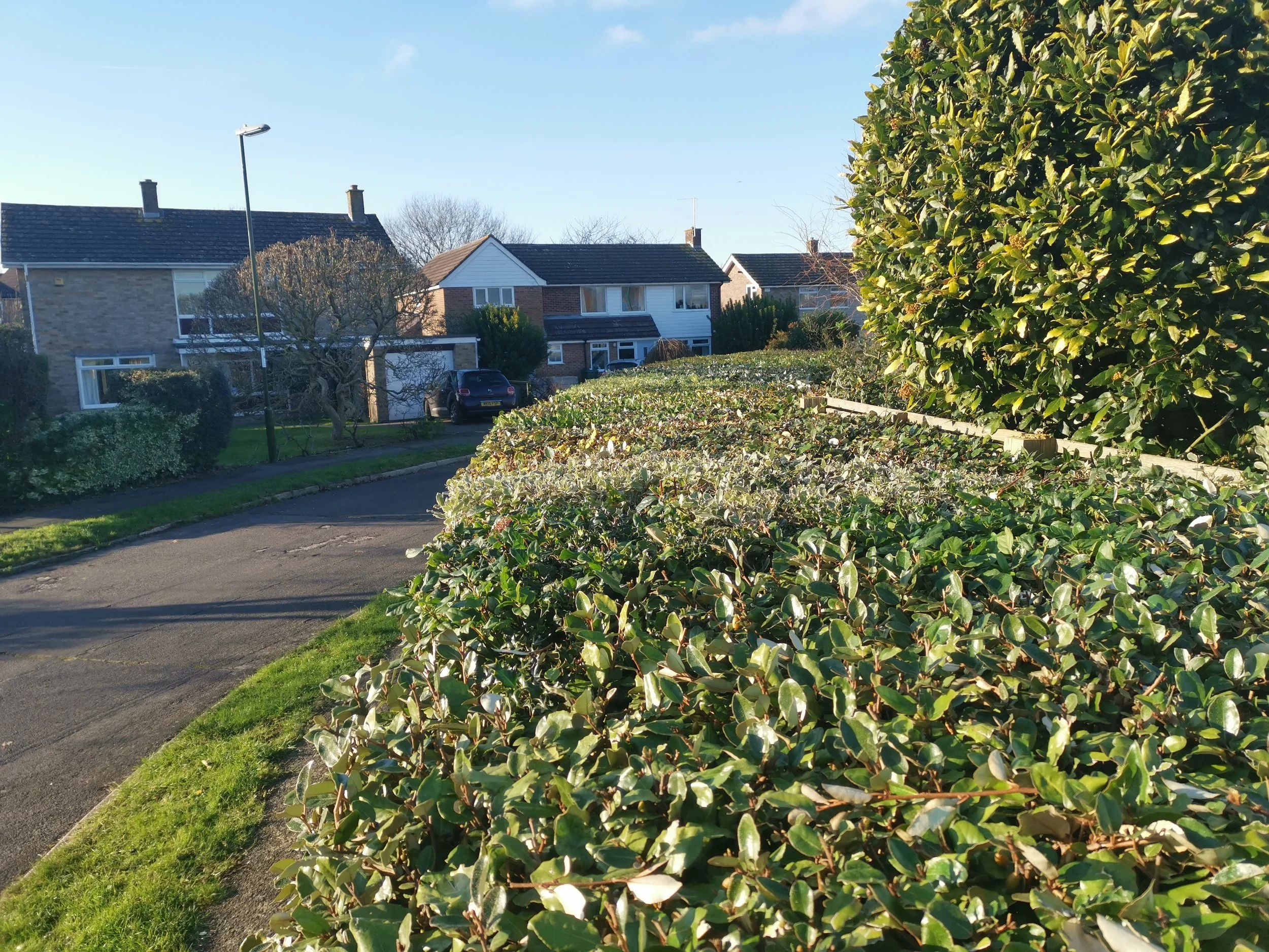 Residential neighborhood with houses, a sidewalk, a hedge, a tree, and a streetlamp on a sunny day.