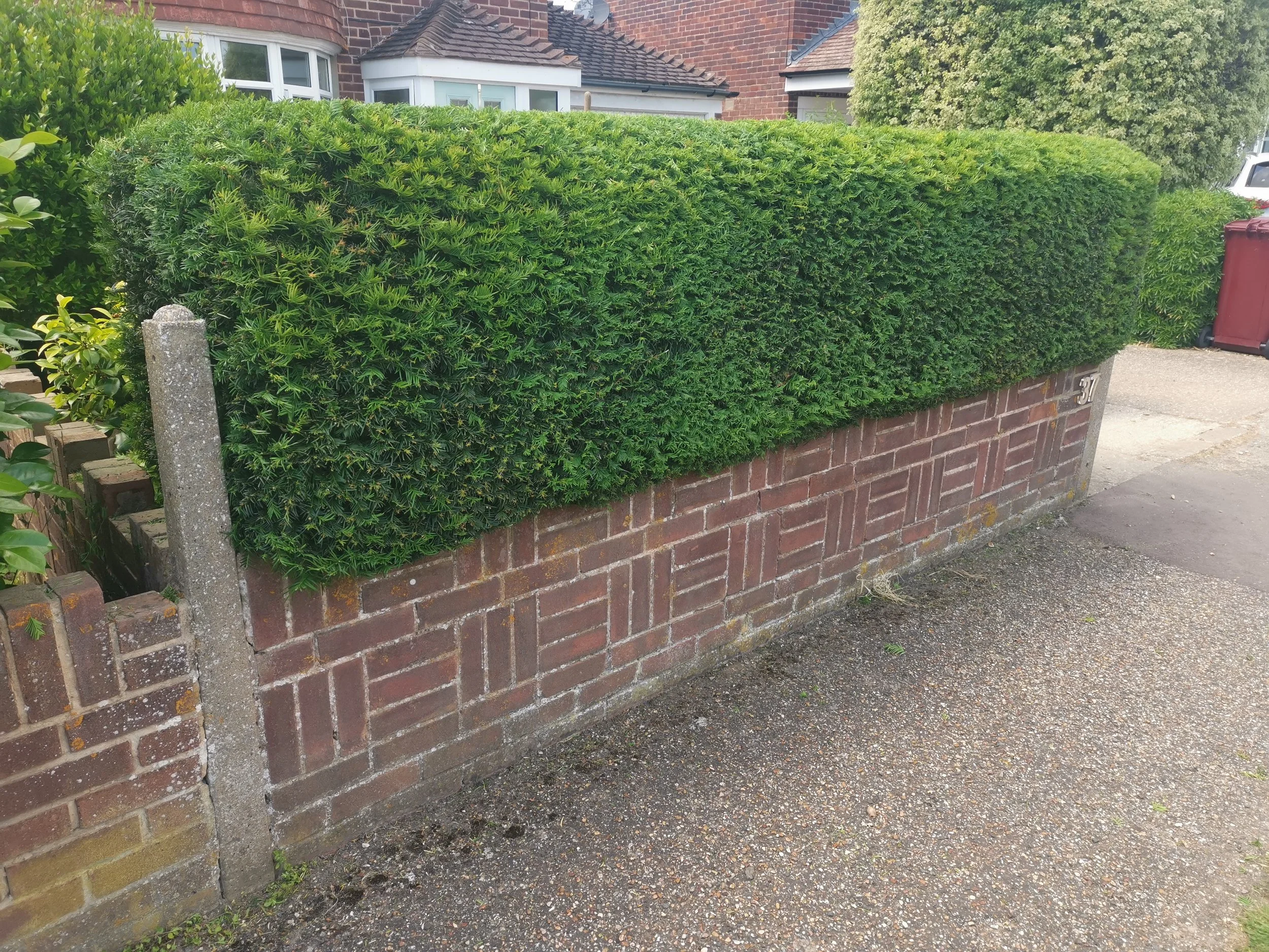 A brick wall with green trimmed hedge on top, on a sidewalk in a residential neighborhood.