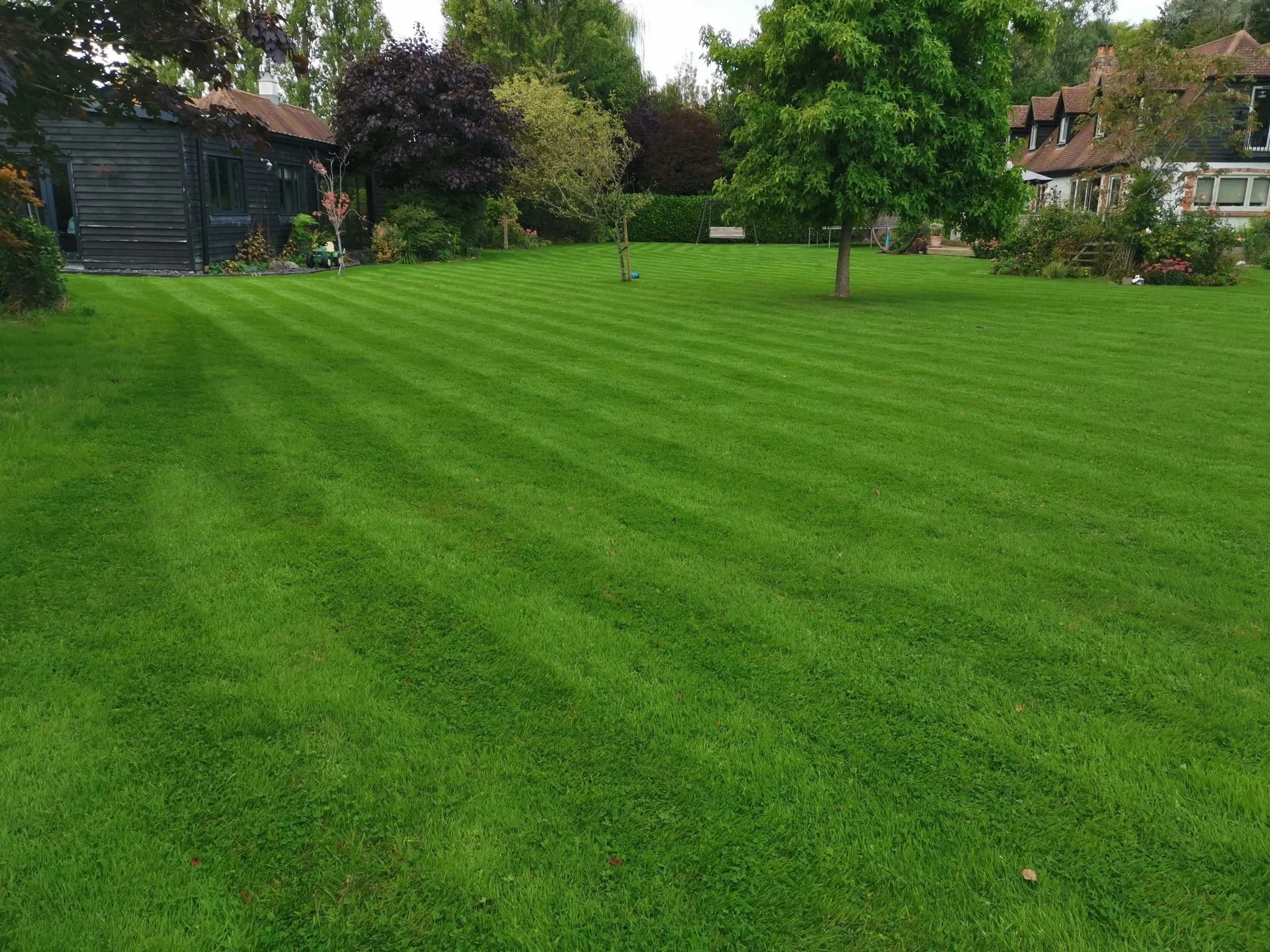 Lush green lawn with striped grass, surrounded by trees, houses, and a small black building on the left.