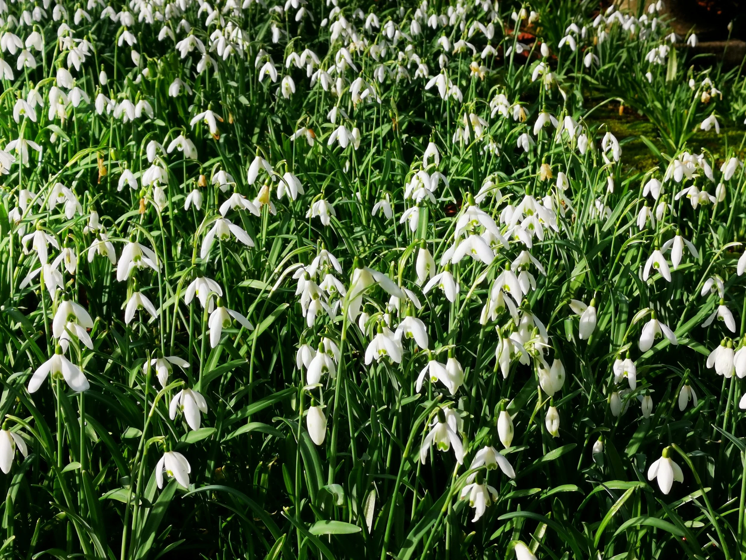 A dense bed of white snowdrop flowers with green leaves.