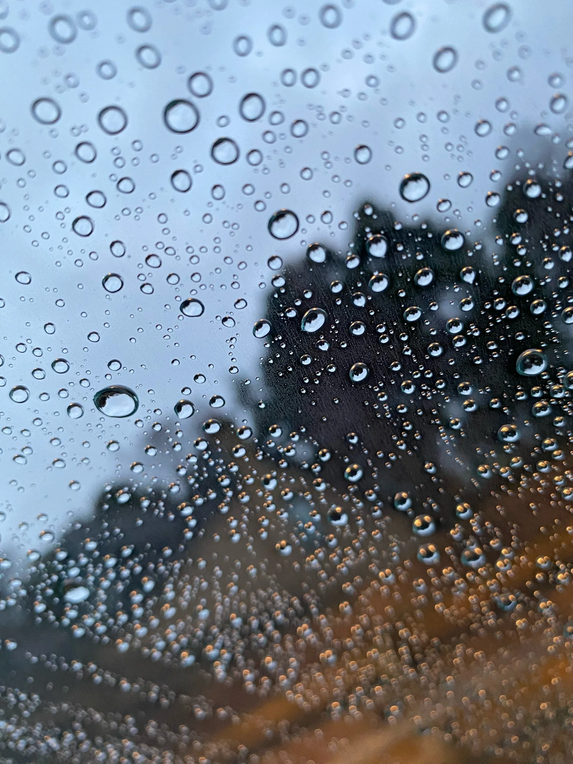 Rain droplets on a car window with a blurry background of trees and streetlights.