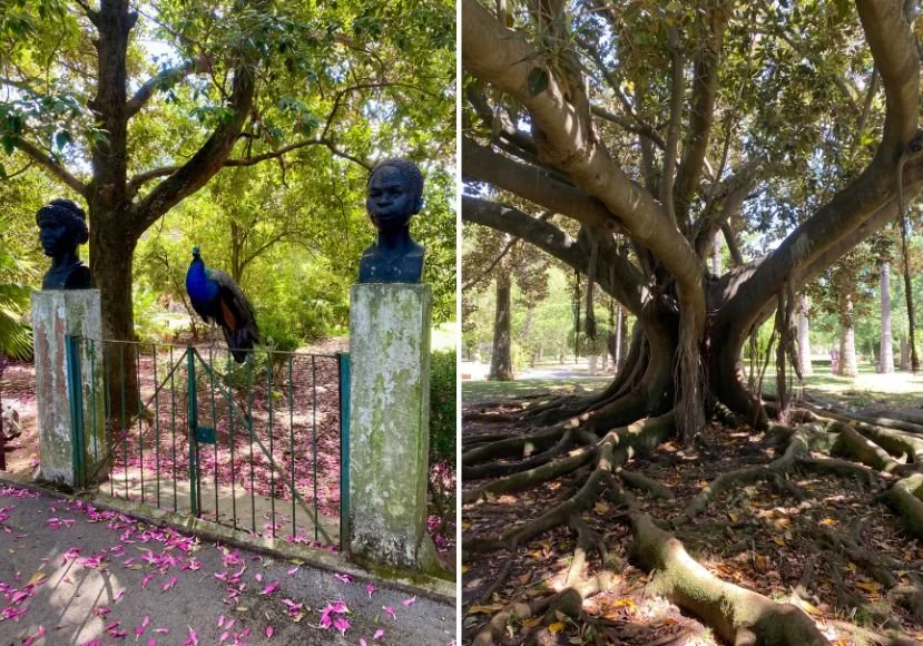 left peacock sitting on a gate between two colonial busts and right a morton bay fig tree in the jardim botanico de belem