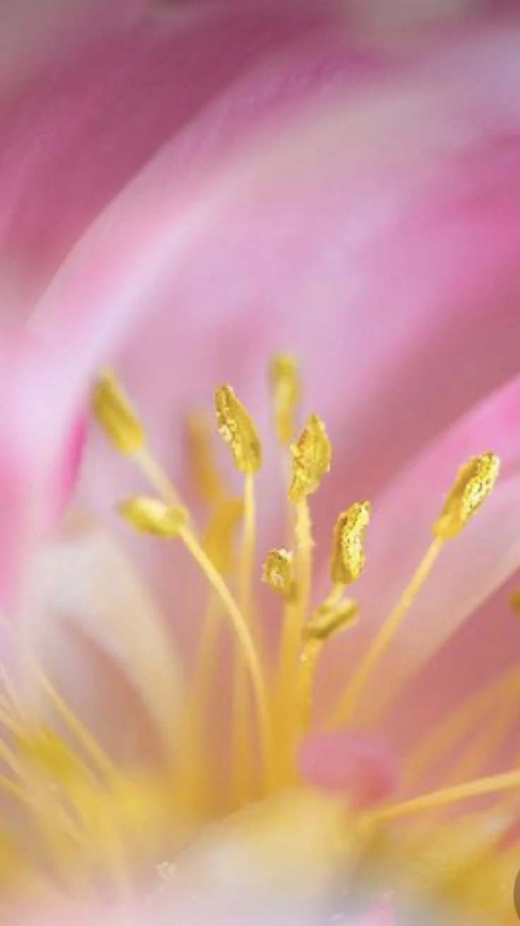 CERIMONIA “BLOOM INTO YOUR POWER”