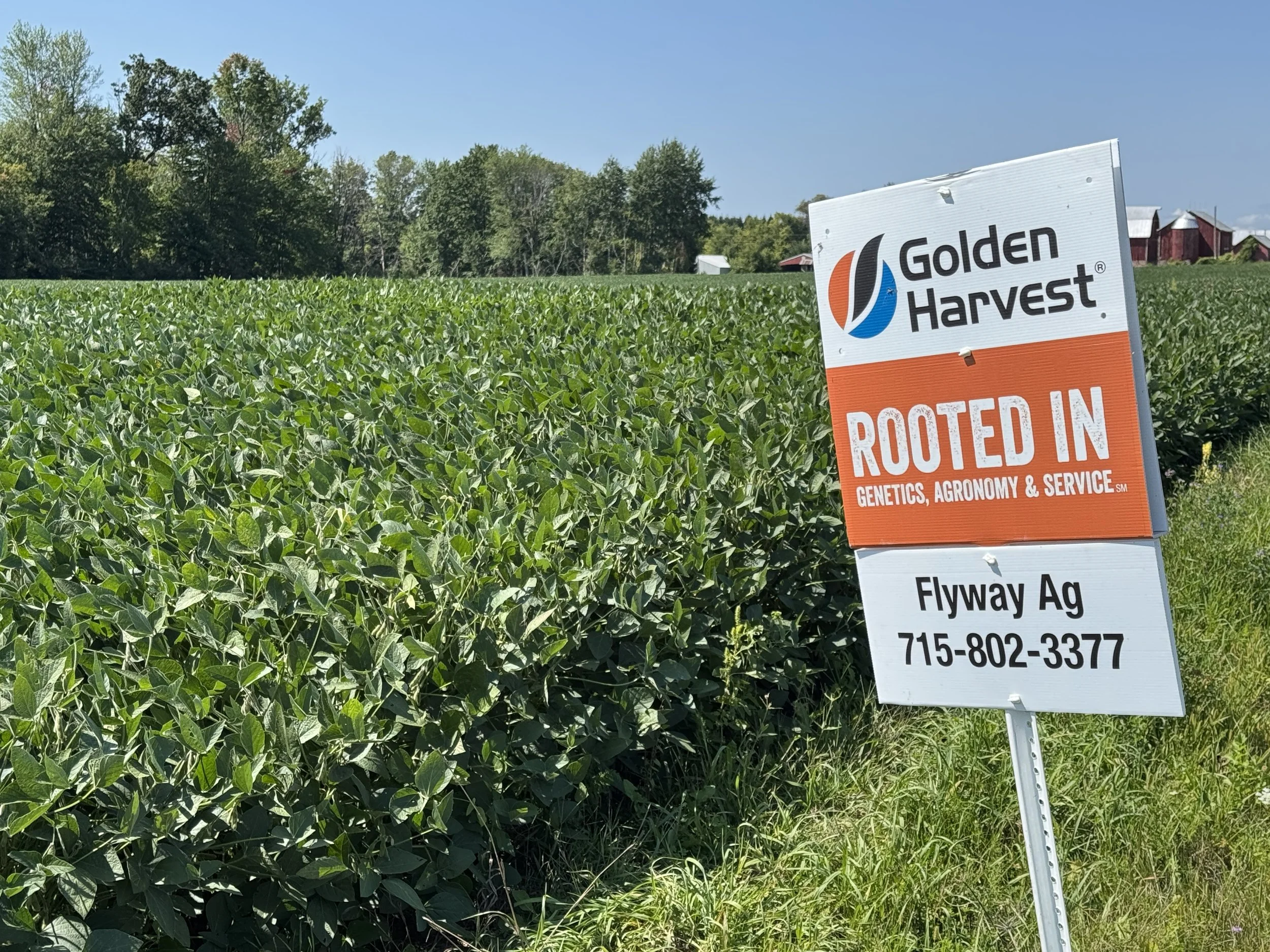 A lush green soybean field under a clear blue sky with a sign in the foreground that reads "Golden Harvest ROOTED IN Genetics, Agronomy & Service" and "Flyway Ag 715-802-3377."