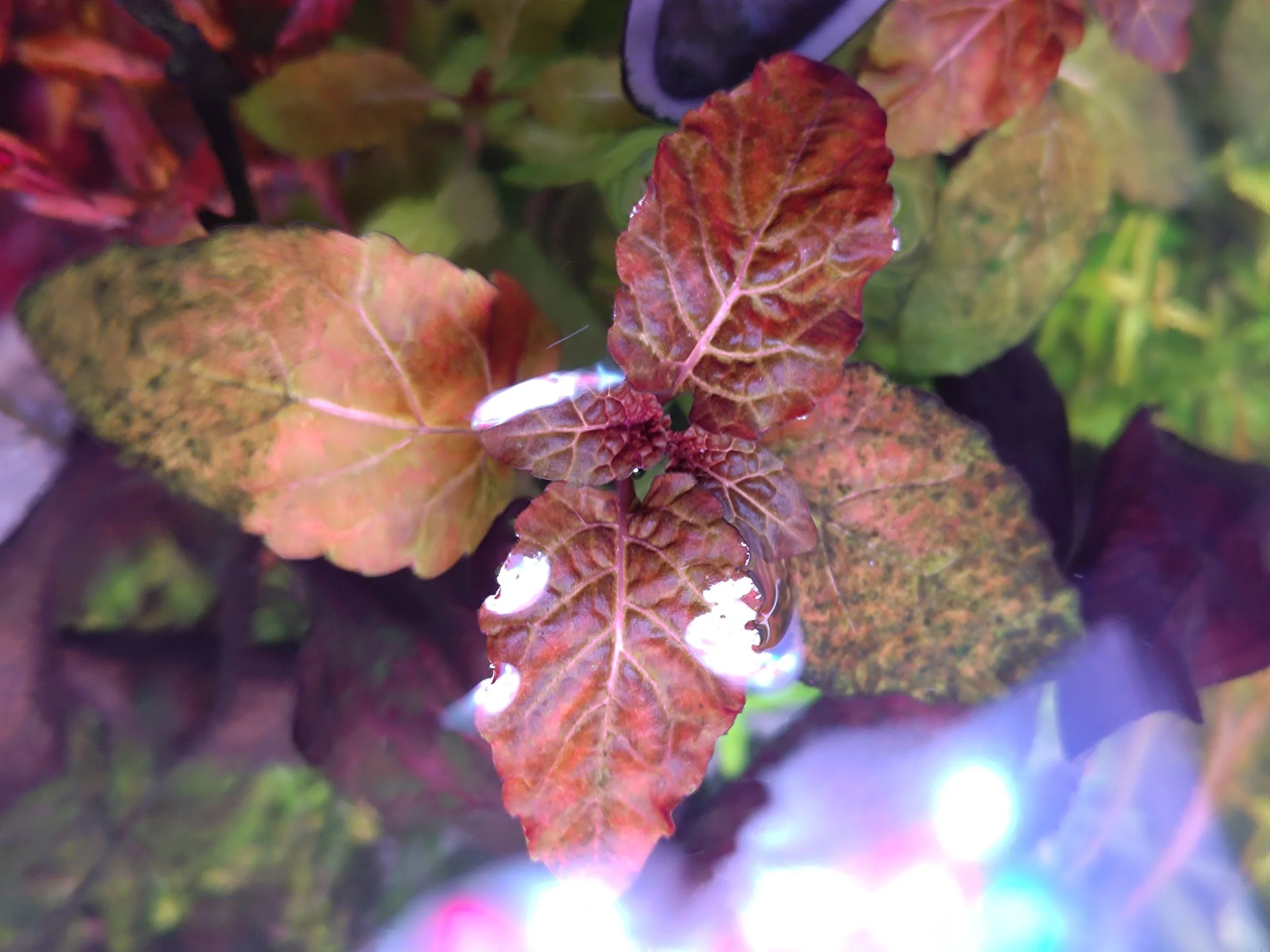 Myriophyllum Mattogrossense Golden [Extremely Rare] For Sale Cool and