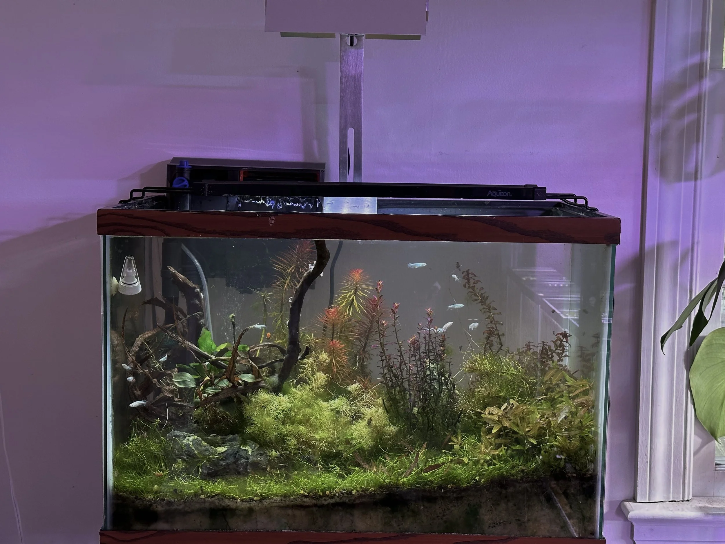 The Best (And Worst) Planted Tank Aquarium Lights after testing 40 ...