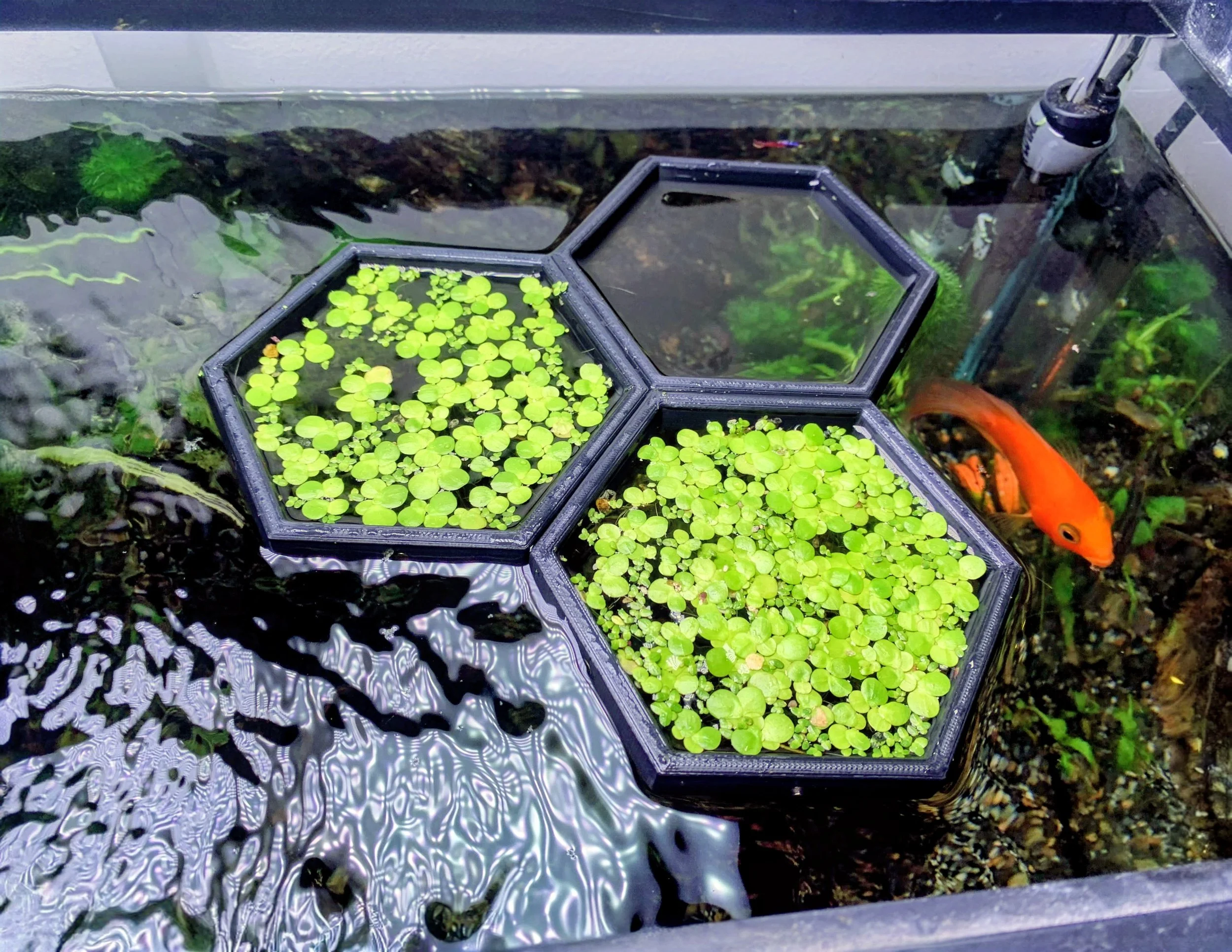 HexaLink Magnetic Floating Plant Corral