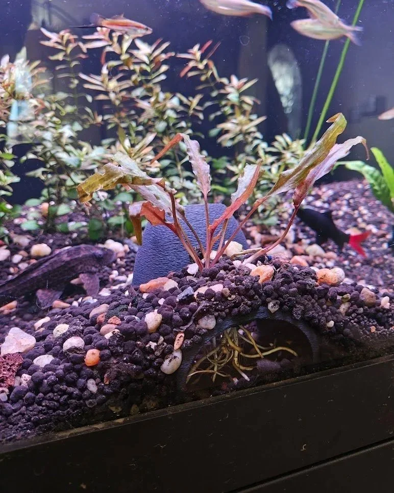 Crypt Cave - Grow-Thru Aquarium Cave for Planted Tanks