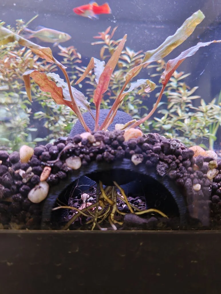 Crypt Cave - Grow-Thru Aquarium Cave for Planted Tanks