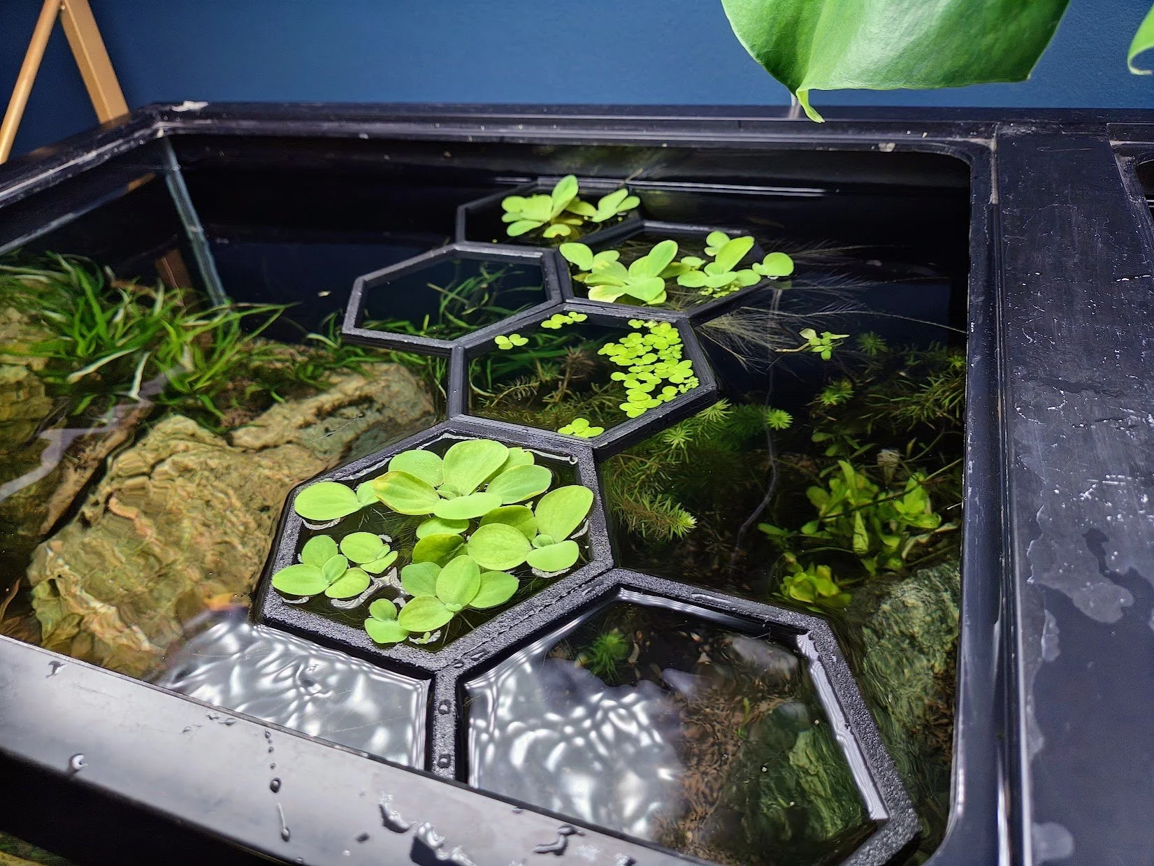 HexaLink Planter - Floating Houseplant Magnetic Plant Pot for