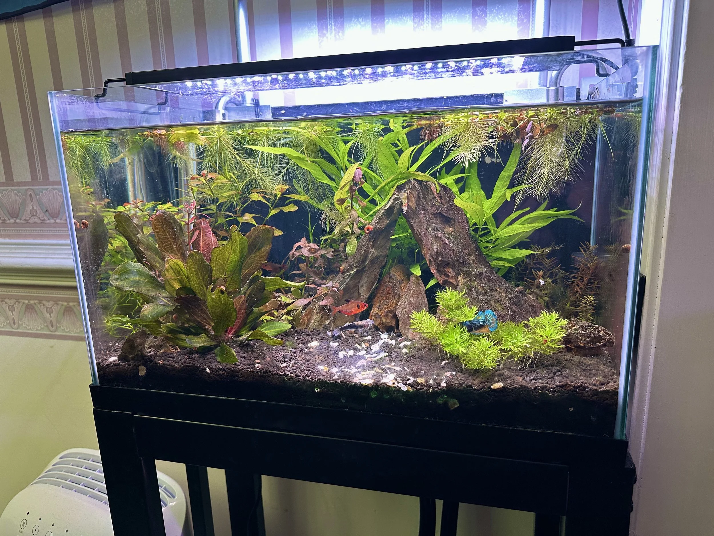 Aquarium with various green and red plants, rocks, and a small fish, on a black stand near a window.
