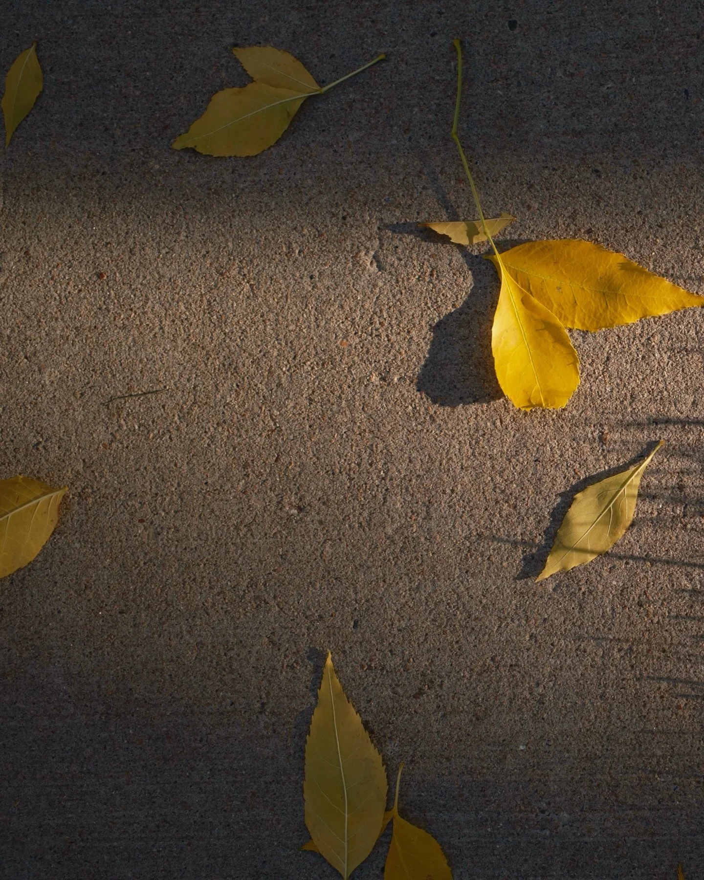Yesterdays walk. I’m not a big fan of fall but that’s only because winter is next. But it does give the dogs and I nice long walks. A glimpse of south Denver. #fujifilm #fujixlovers #fujixpassion