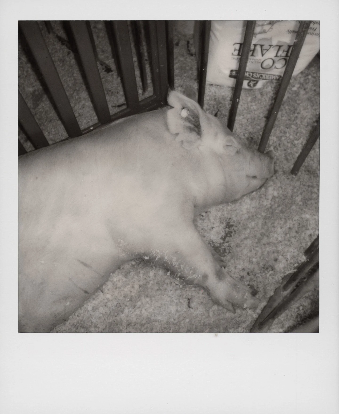 I didn't make it to the Iowa State fair this year, but came across a small batch of Polaroids from last year. Sleeping pigs are always cute. 

#iowastatefair #polaroid #polaroidi2 #instantphotography #filmphotography