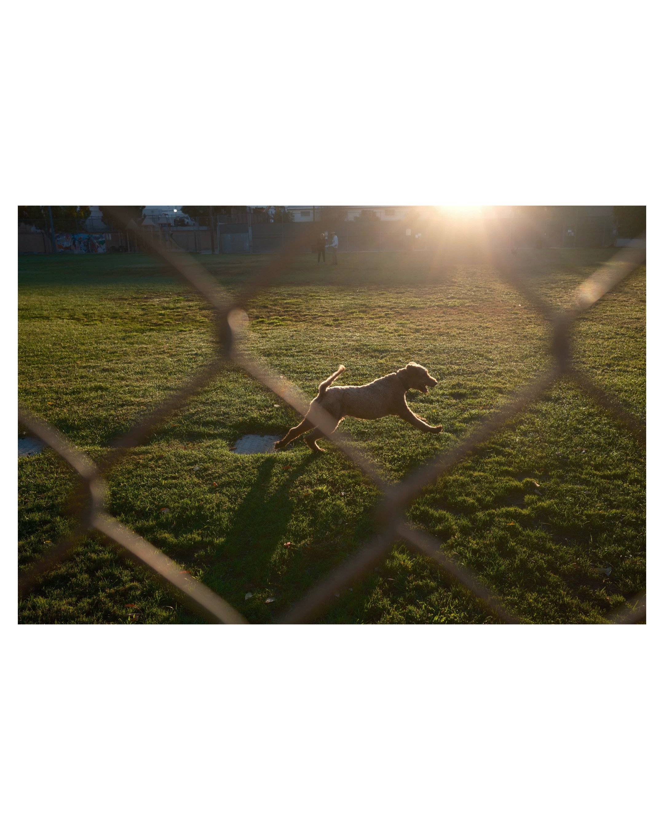 Incredibly hot in California right now but the early mornings and late afternoons were perfect.  Grateful for a few days back on the left coast #fujix100vi #fujifilm_xseries #southpasadena #fujixlovers