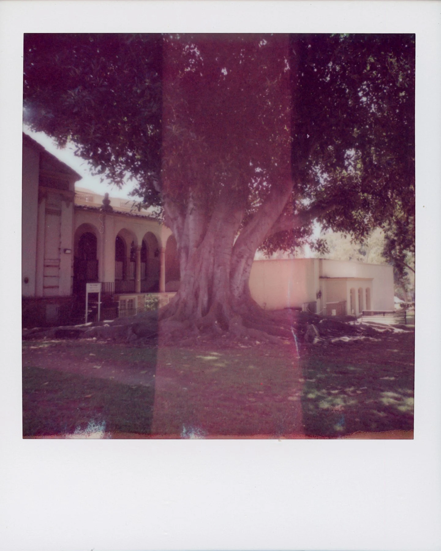 I think every time I am in South Pasadena I shoot a photo of this tree. Amazing, every time. The weirdly striped film works well on some photos but not all. Still a beautiful tree. 
#polaroid #polaroidi2 #instantphotography #filmphotography #mypolaro