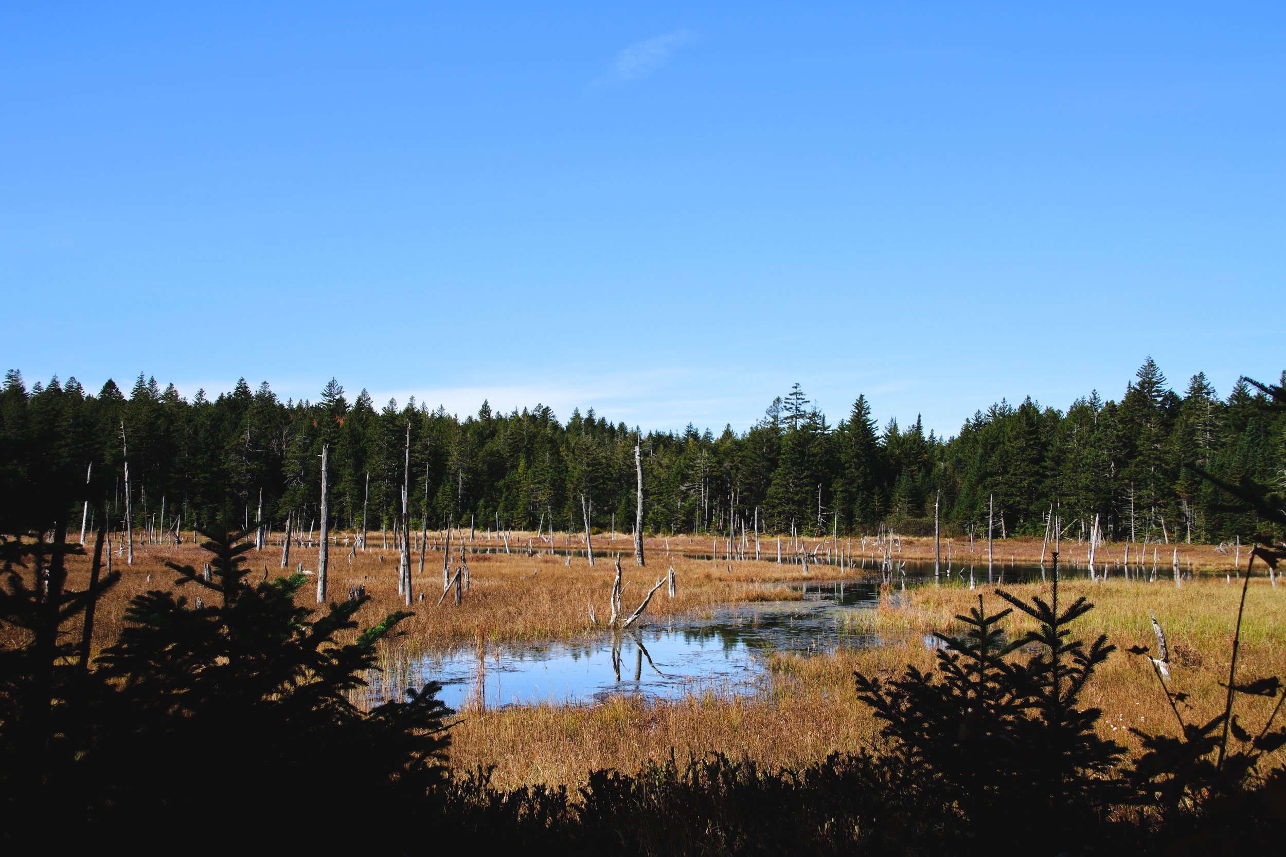 Fundy National Park 2022-53.jpeg