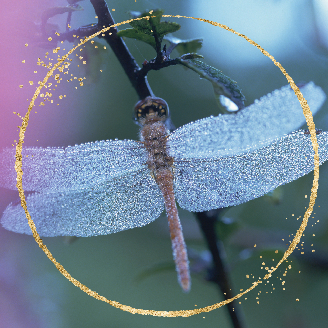 image of a dragonfly on a branch