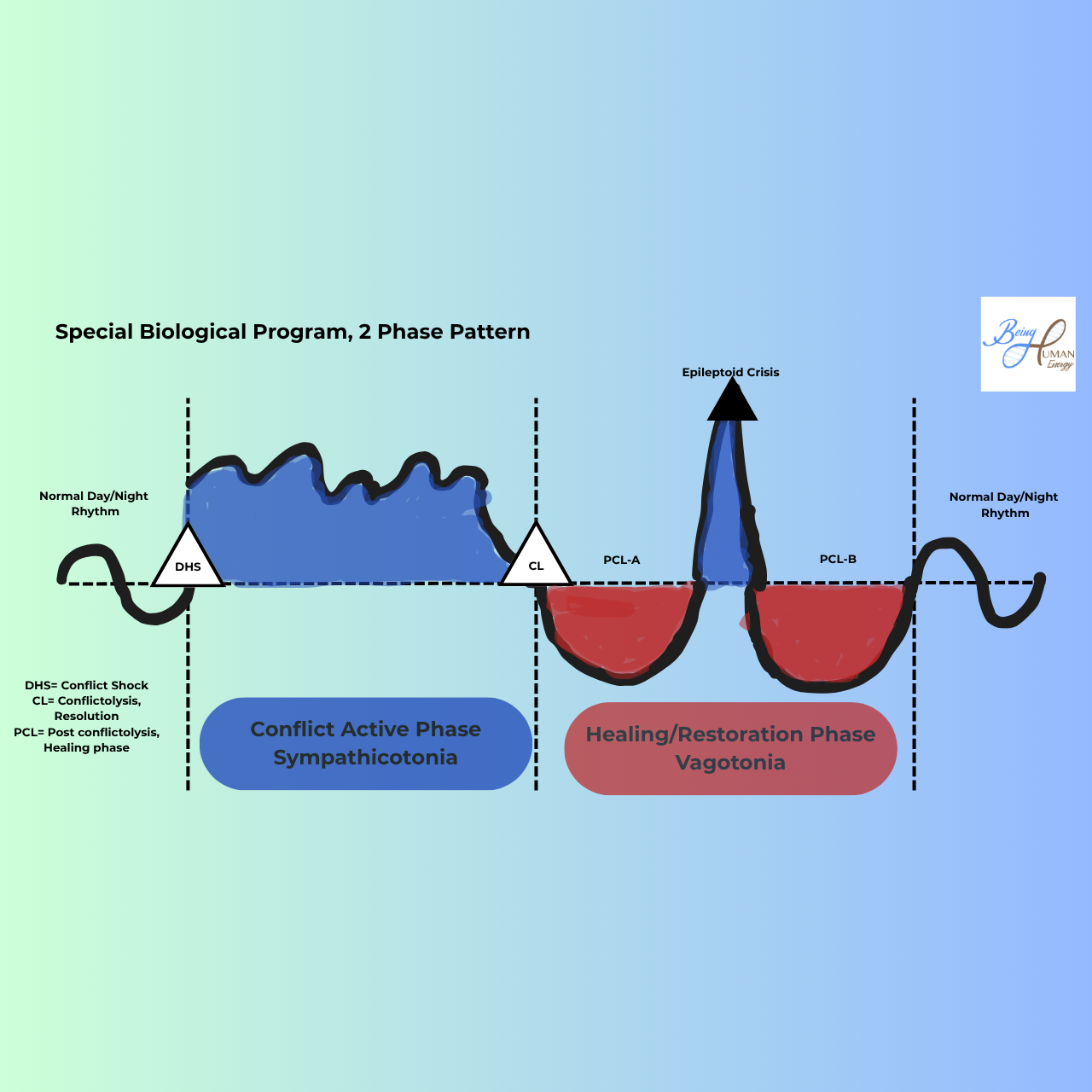 drawing of the 2 phase cycle in German New Medicine
