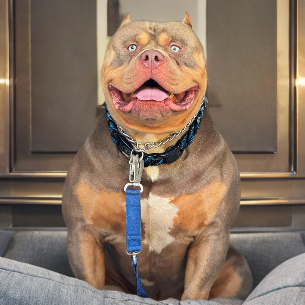 How do you prefer him 
Photo (1) Smiley 😃 
Photo (2) Serious 🧐