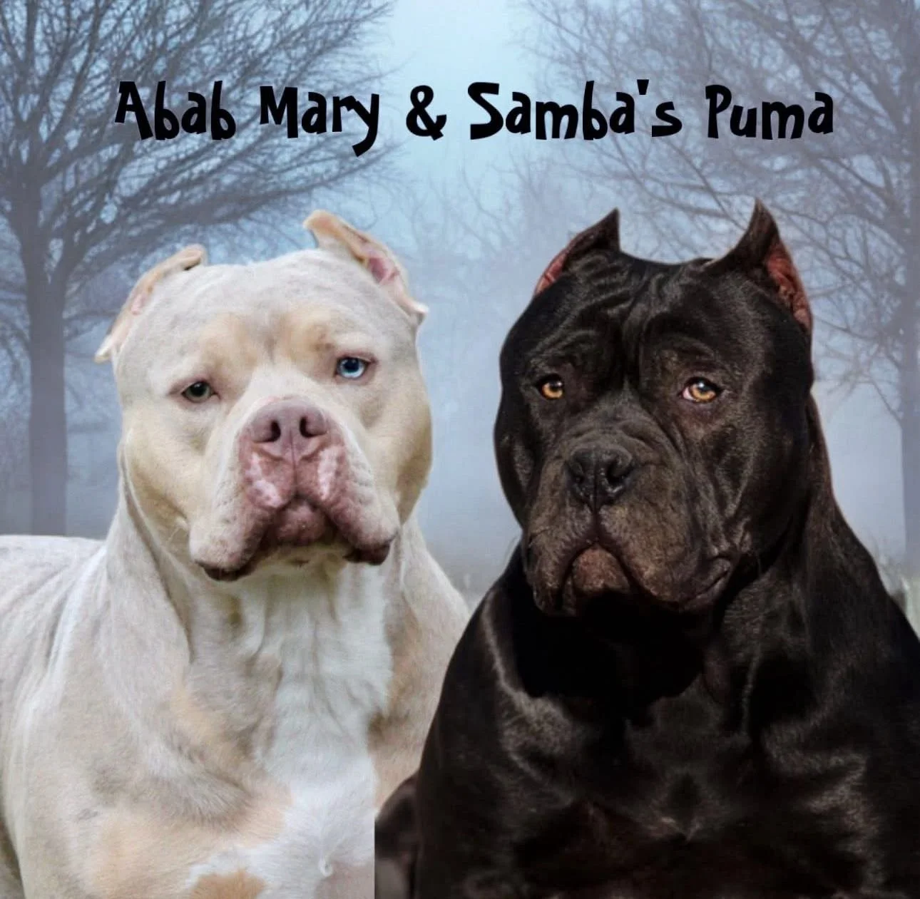 Mary Puma.jpg