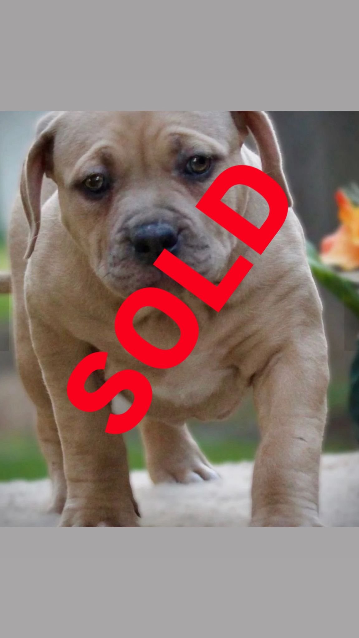 merle sold.jpg