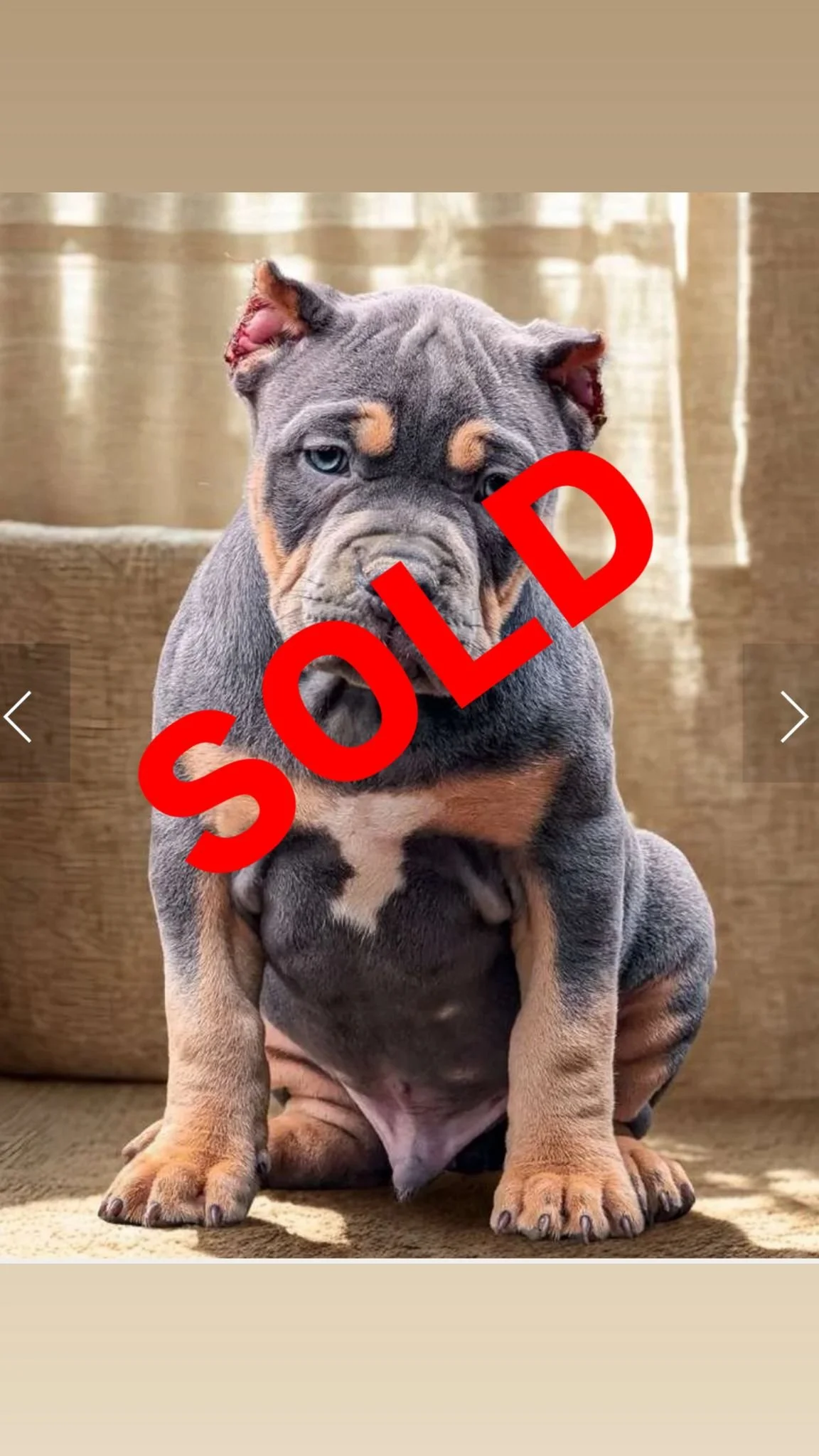 blue tri sold.jpg