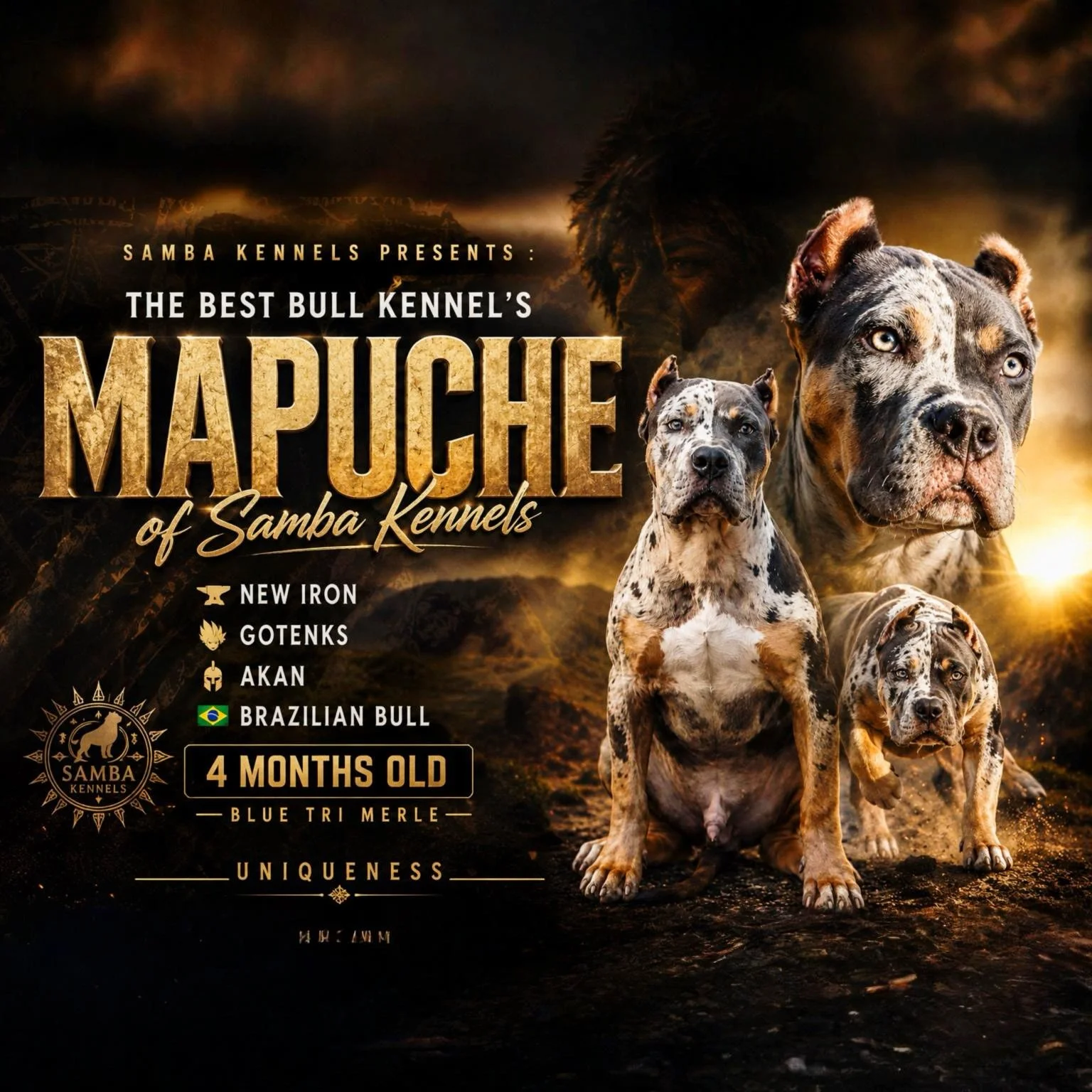 🛖 MAPUCHE 🛖 - WELCOME TO SAMBA!! 

Big shout out to @canilthebestbullken for producing the unique puppy. 
Thanks my friends  @newredkennelsbr &amp; @giocostacurta for making this possible 🙏🏽
@rodolfo_vet_viagens_pets  always helping us with the i
