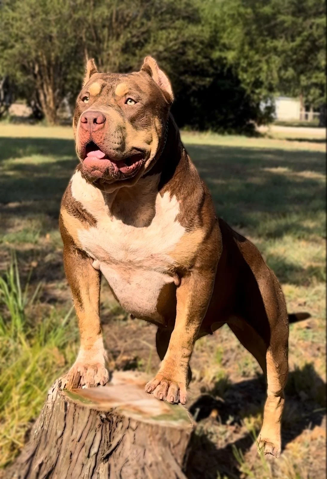 A brown and white dog, possibly a pit bull, standing on a tree stump outdoors in a grassy area with trees in the background.