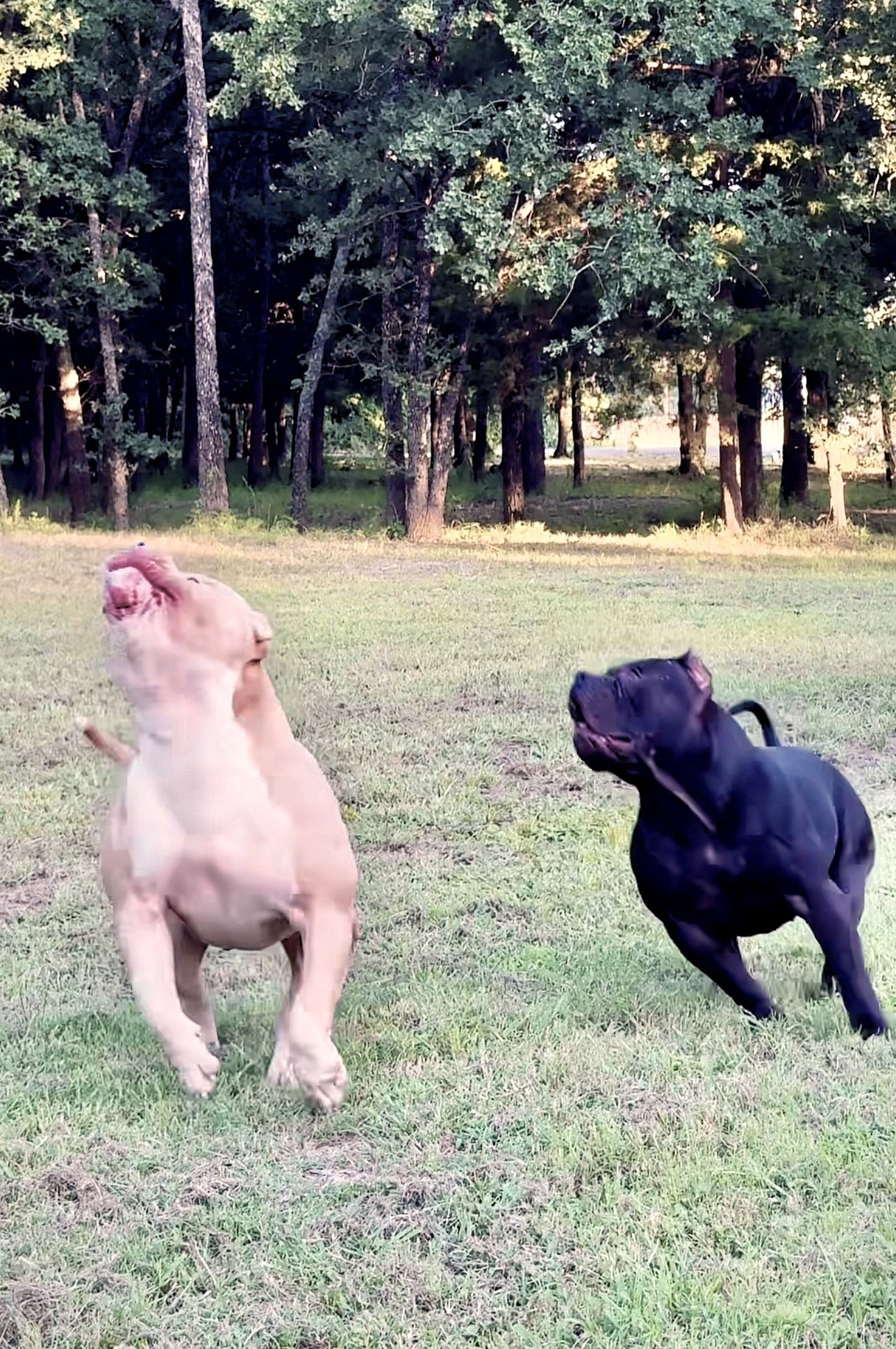 A beige puppy and a black puppy running and playing on a grassy field with trees in the background.