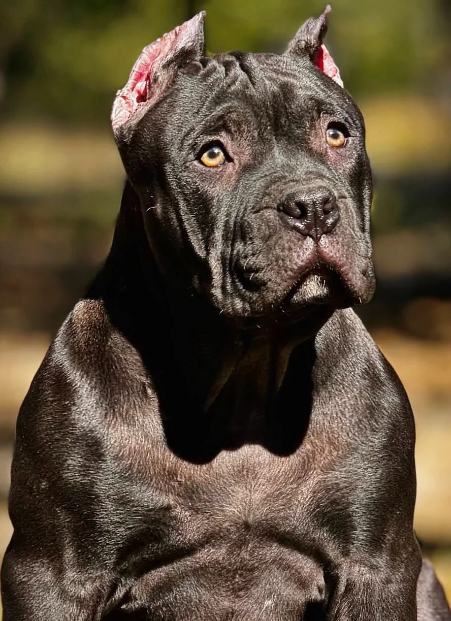 A black dog, likely a Pitbull, with pink and white fabric inside its ears, sitting outdoors with a blurred natural background.