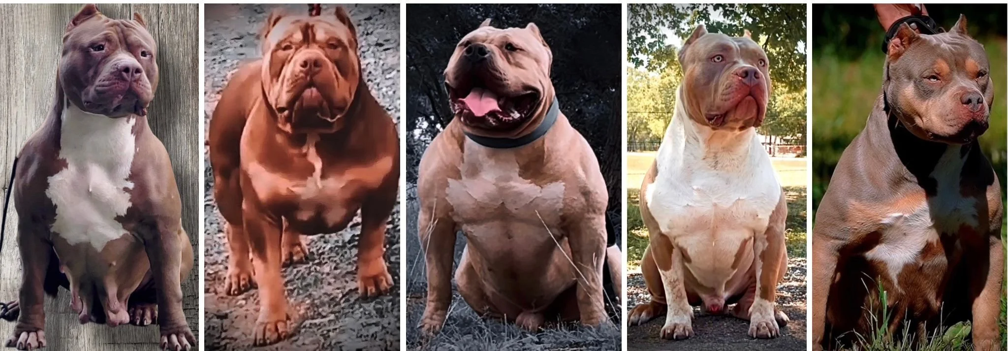 Sambakennels sambakennels