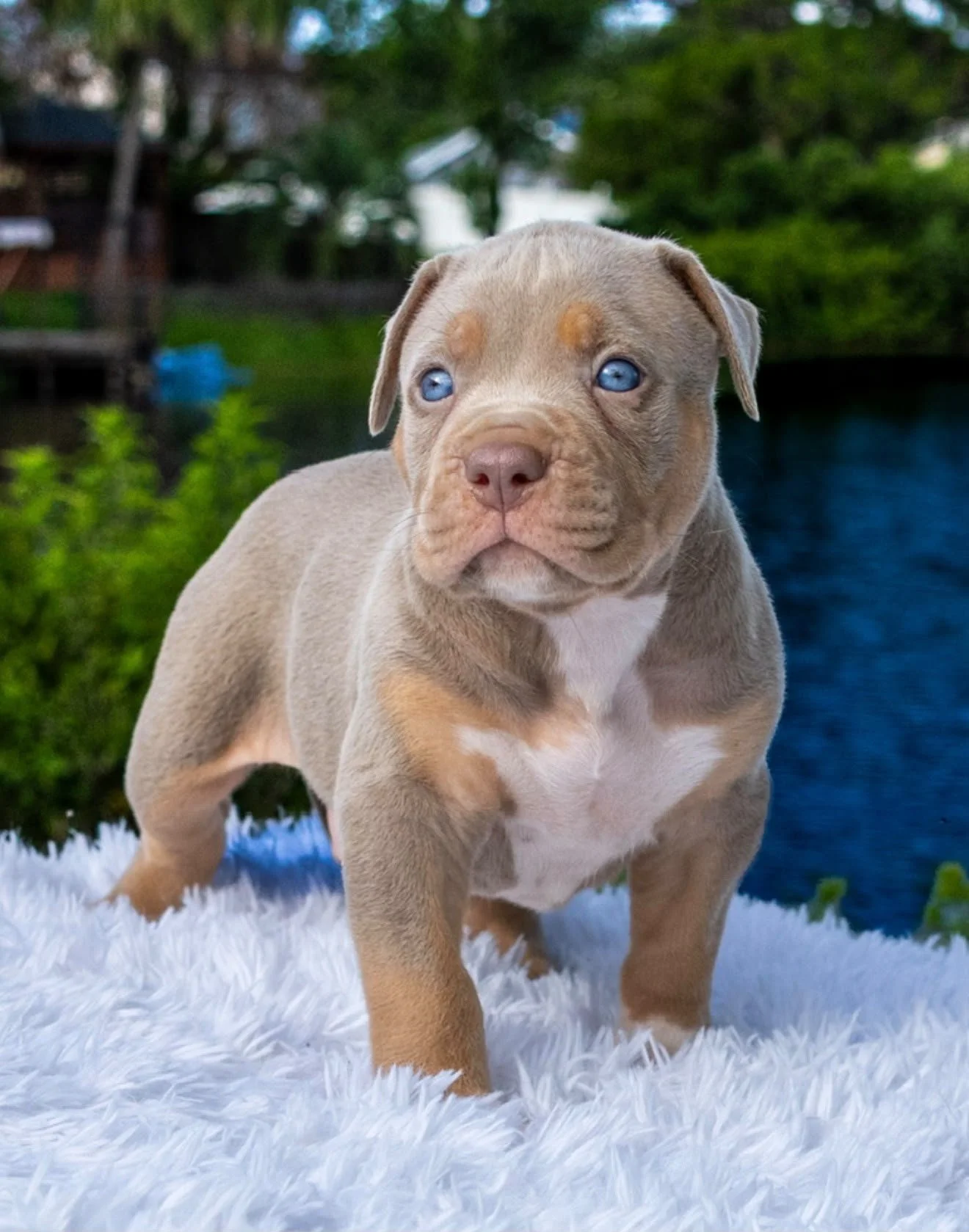 1st pick male SOLD - EUROPE)