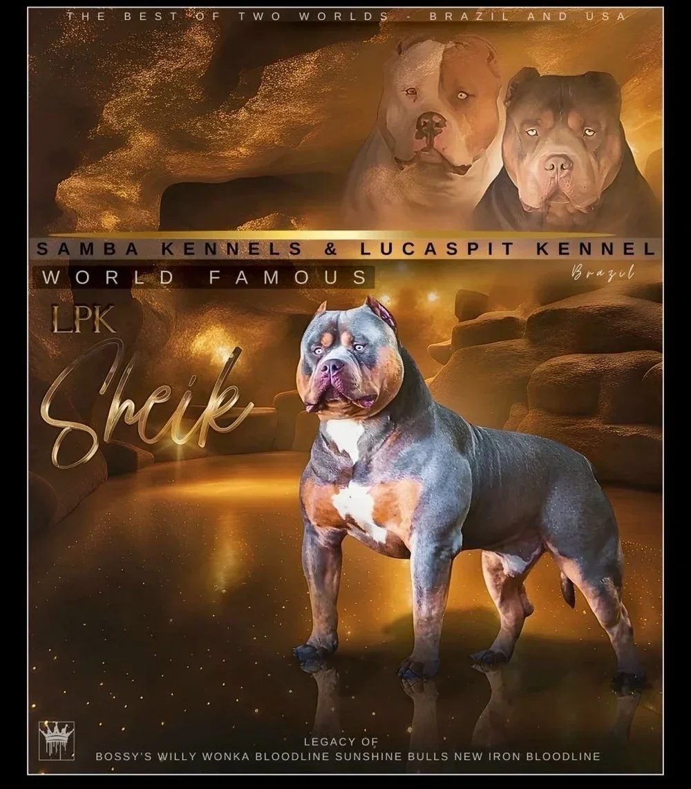 A promotional poster featuring three dogs, with a background of glowing clouds and rocks. The poster highlights the branding of Samba Kennels and LucasPit Kennel, with text promoting a famous dog named Sheik from Brazil. The central dog is a muscular American Bully breed with a black and tan coat, standing prominently in the foreground.