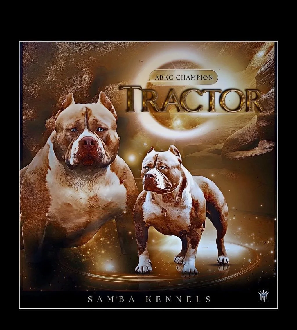 Image of two muscular dogs with brown and white coats in a digital, cosmic background, with text reading 'ABKC Champion Tractor' and 'Samba Kennels'.