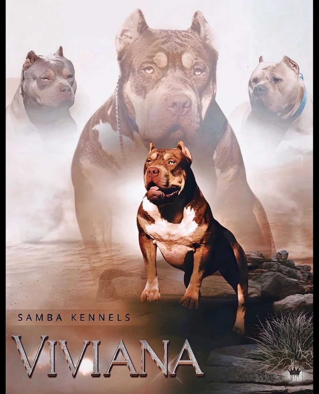 Poster for Samba Kennels featuring images of four dogs, with a large dog in the foreground and three smaller dogs in the background, titled 'VIVIANA'.