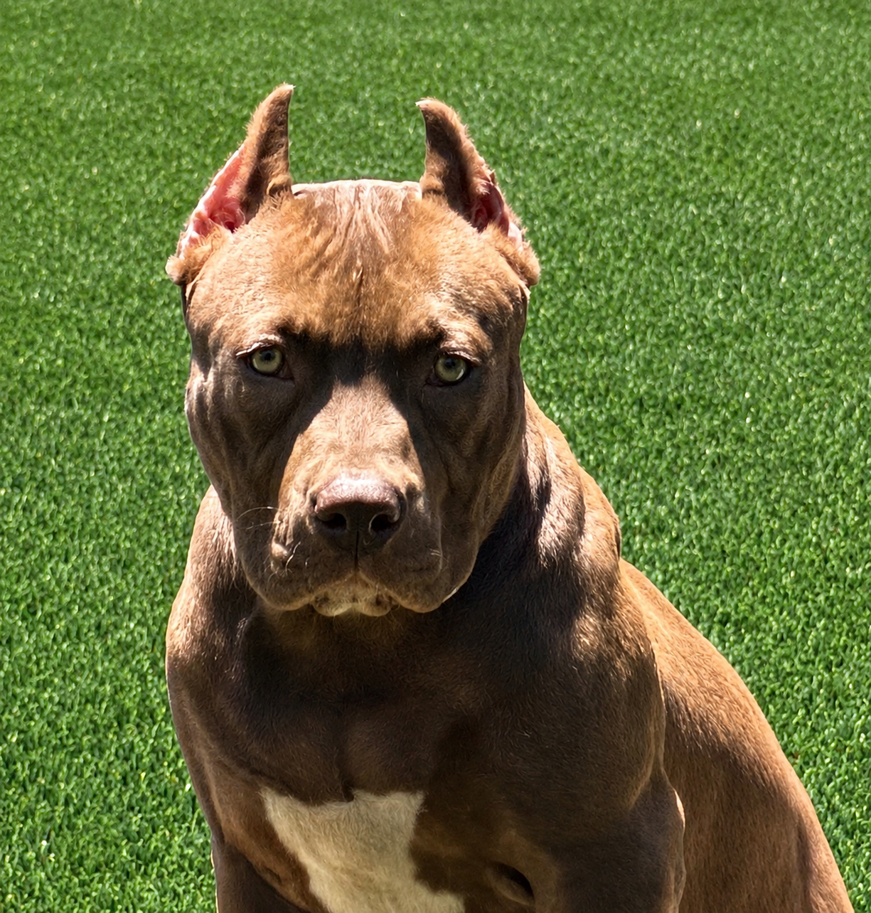 Samba's Paquita