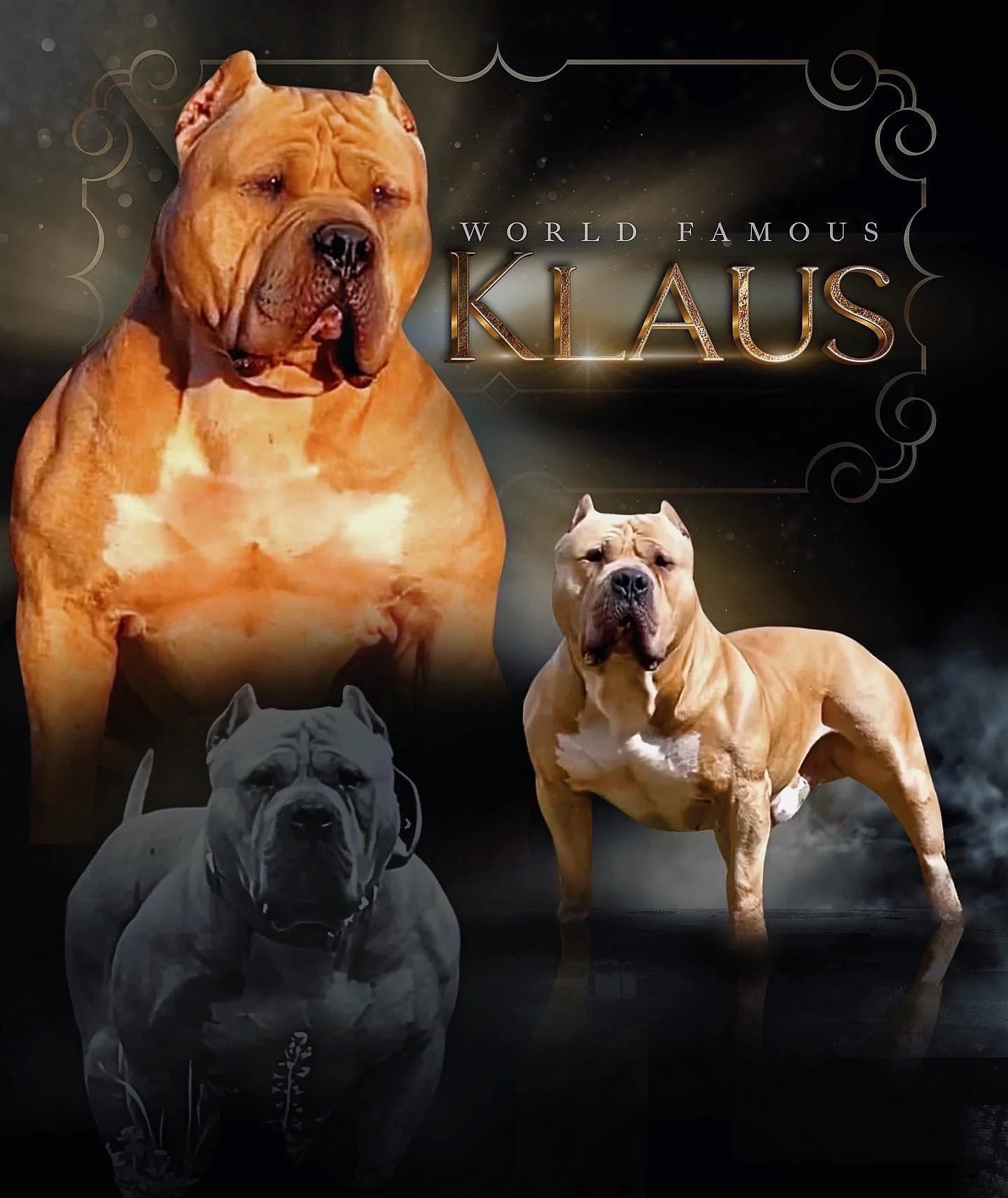 A collage of four images of dogs, with a large, serious-looking dog in the center and the text "World Famous Klaus" above them.