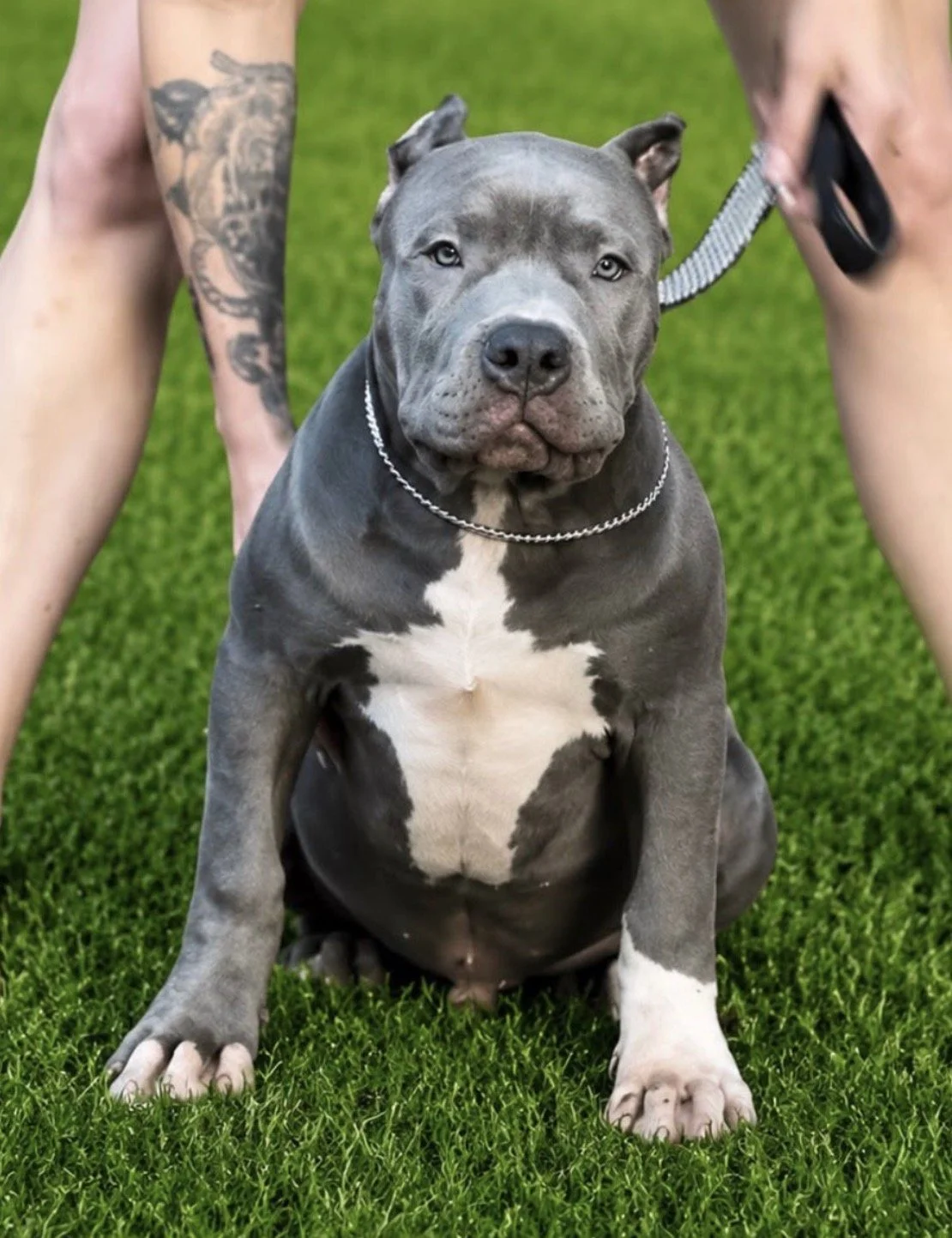 Samba's Magnus - Male