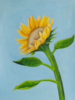 SUNFLOWER.jpg