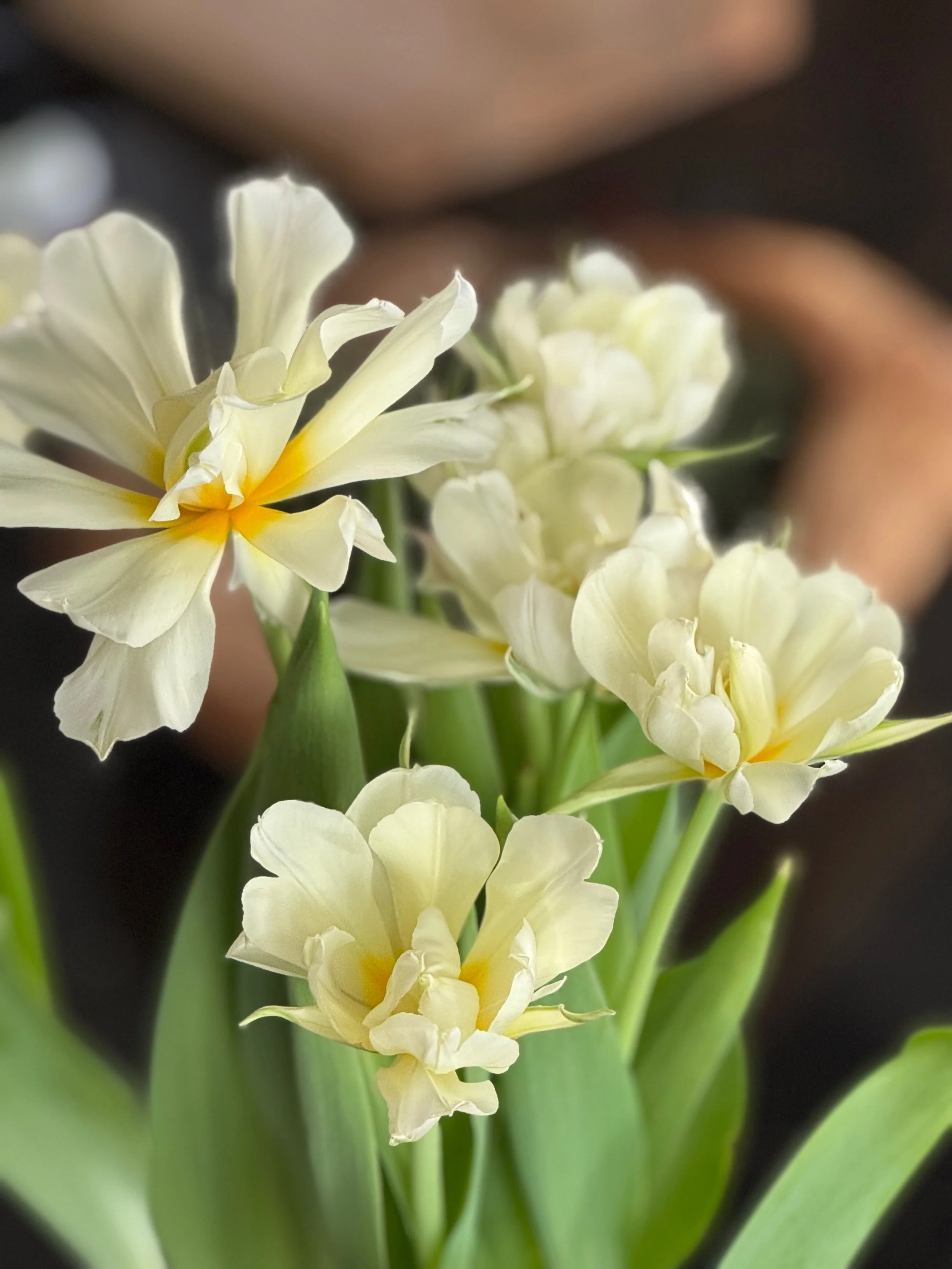 Winter Forced Tulip Subscription-Early and Late Winter