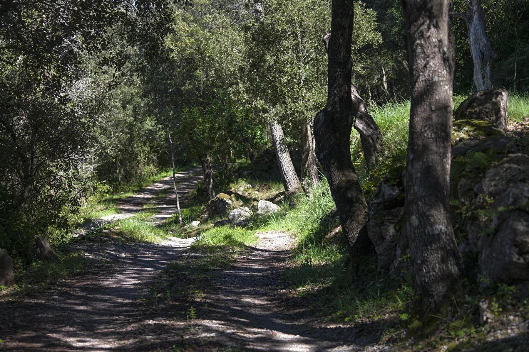 WHALLEY Can Perot - E ENT 00 sml.jpg