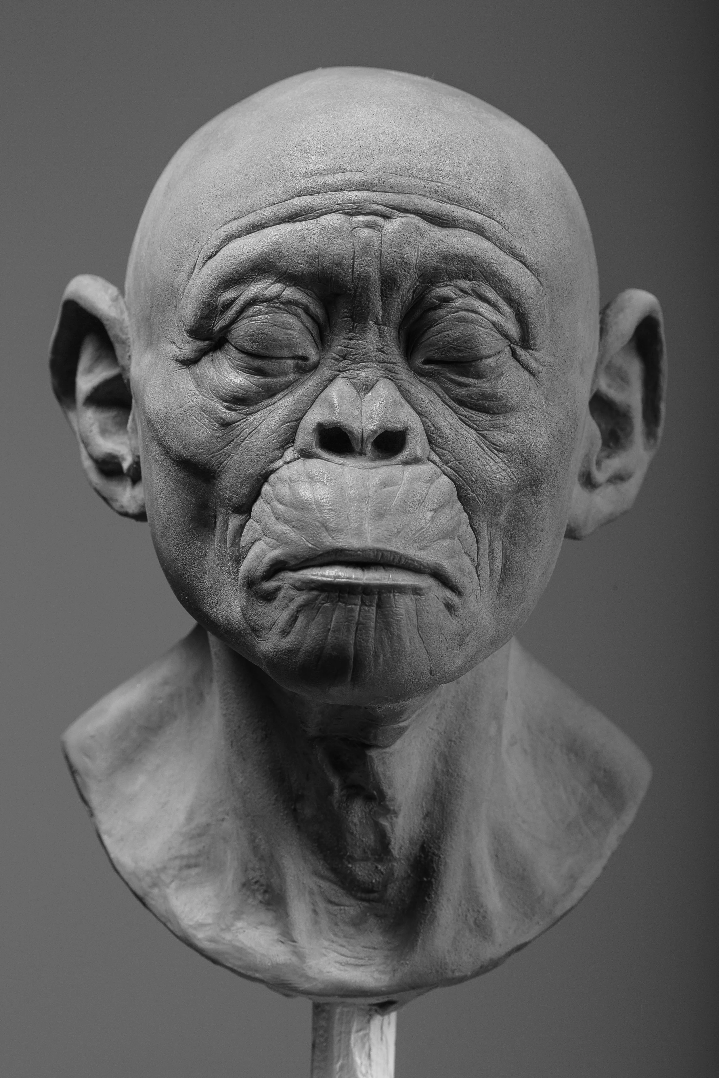 2016 A. Africanus.jpg