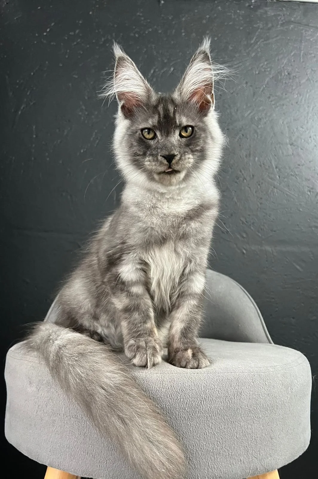 European Maine Coon Cats for Sale  Florida | California